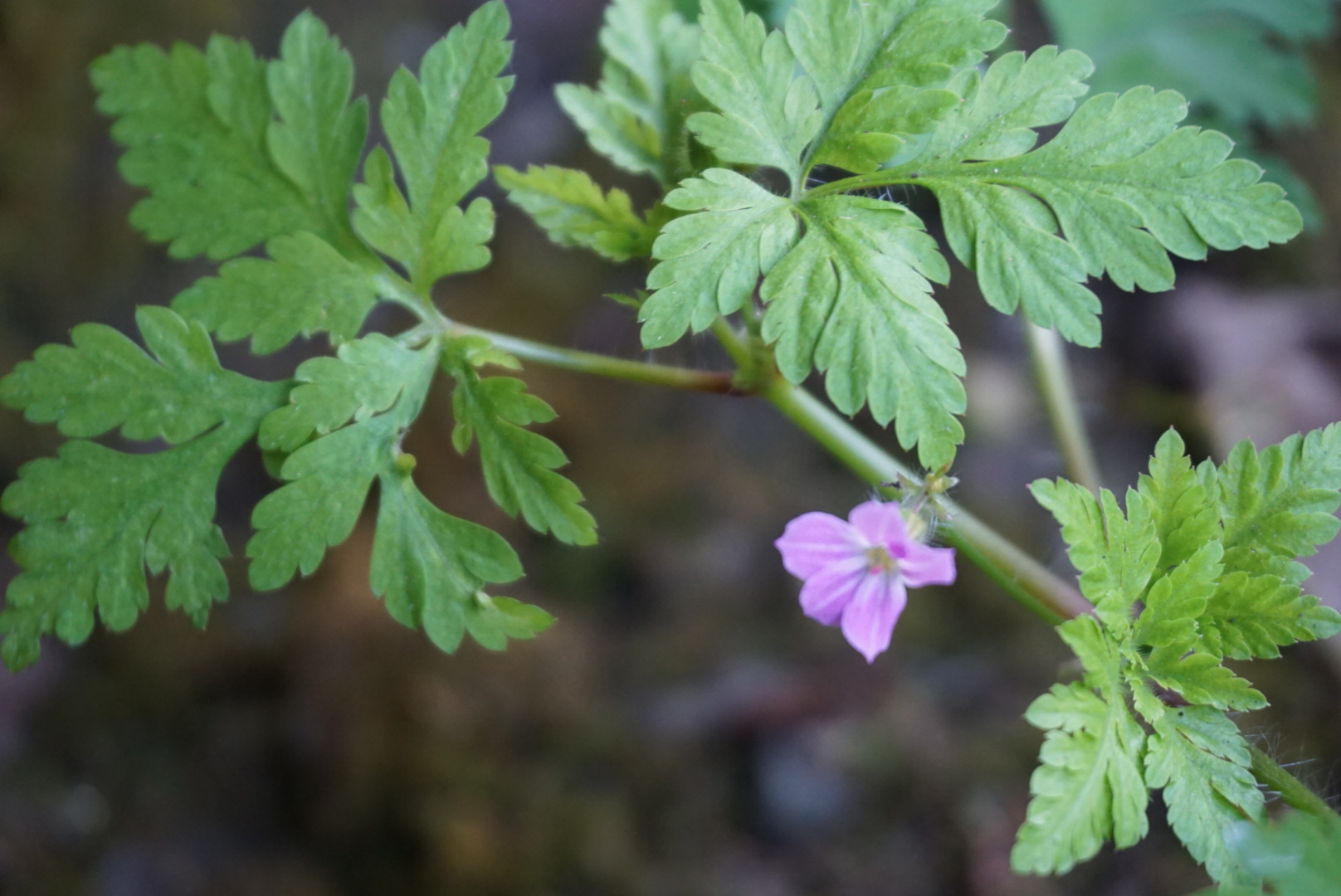 MG The Bower Photo 29-04-2018, 17 08 24
